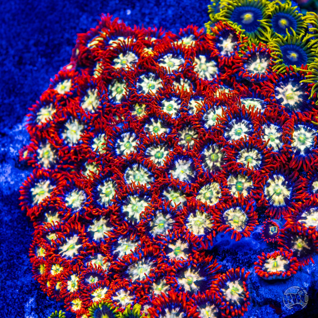 WWC Alpha Omega Zoanthids - Mother Colony Photo