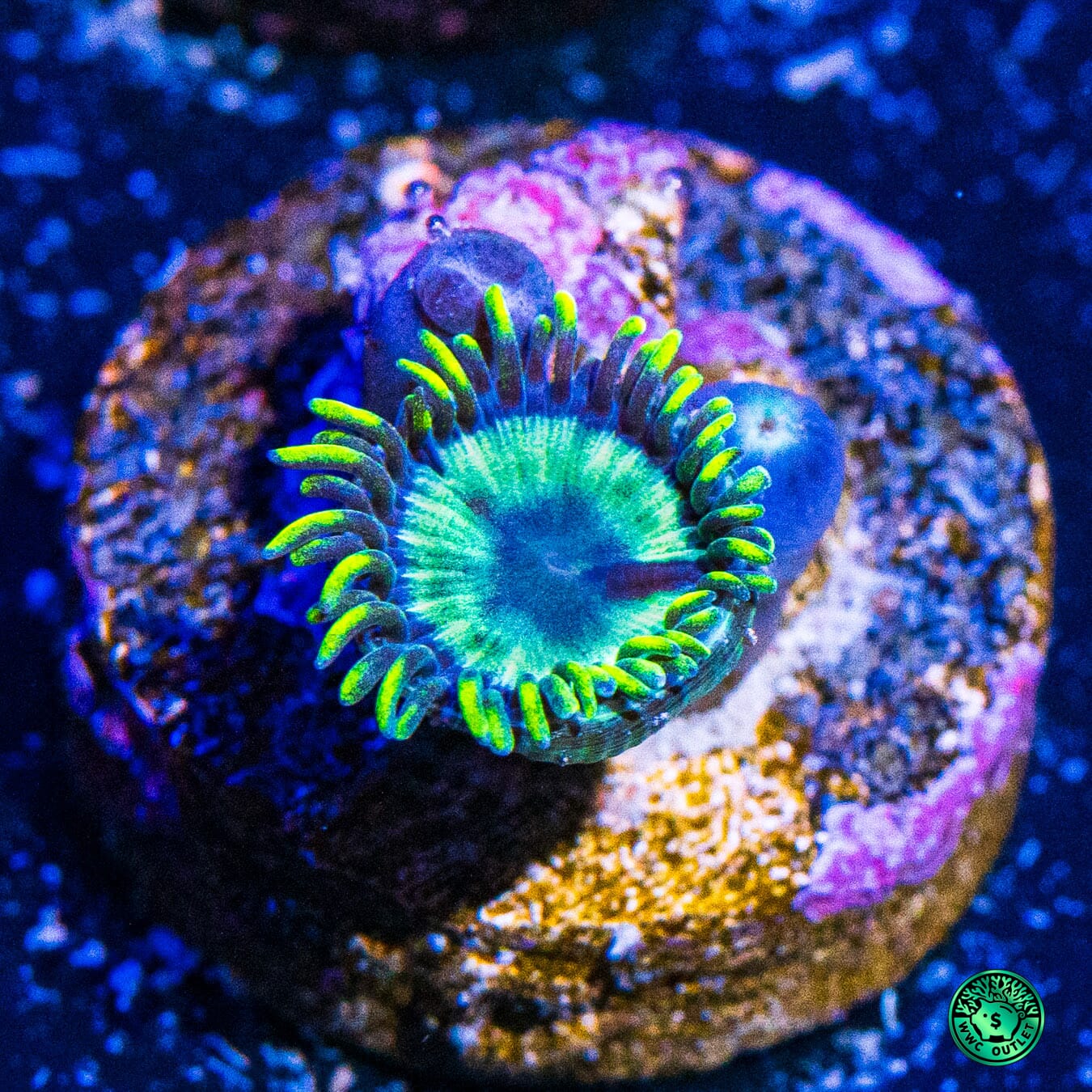 WWC Angry Avocado Zoanthids - Daylight Photo