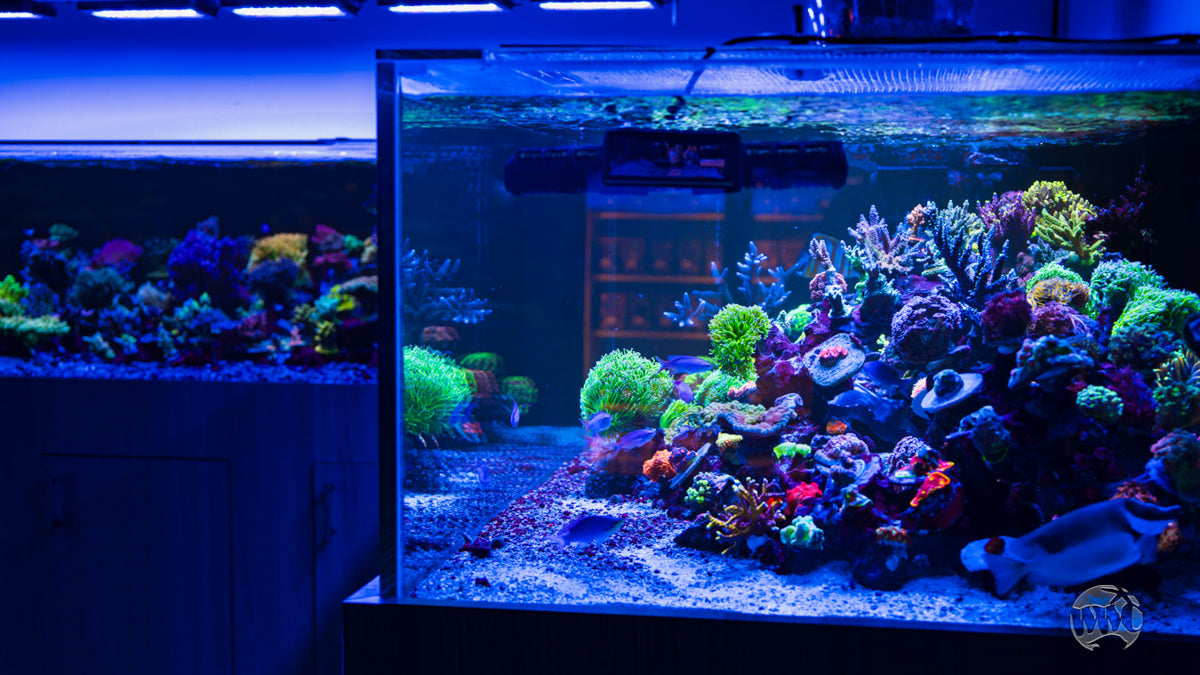 Stunning Custom Oversized Aquarium Installation image