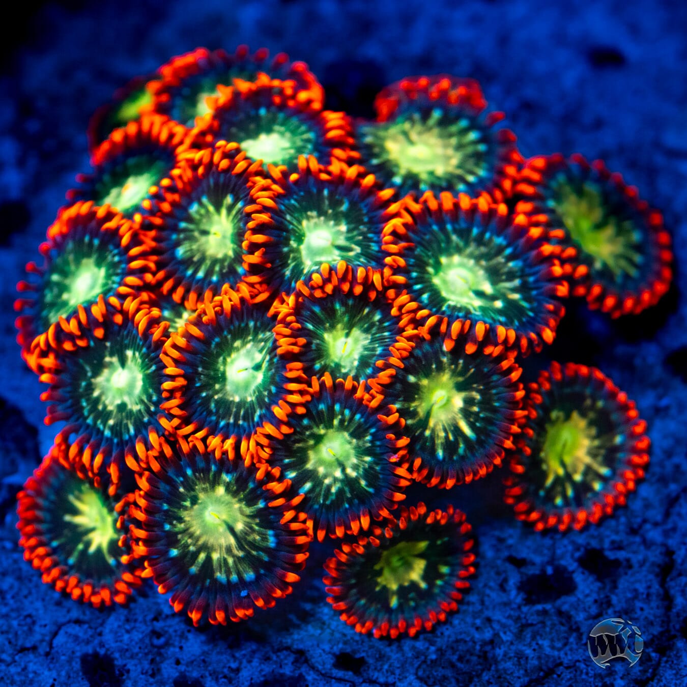 WWC Astral Shift Zoanthids - Mother Colony