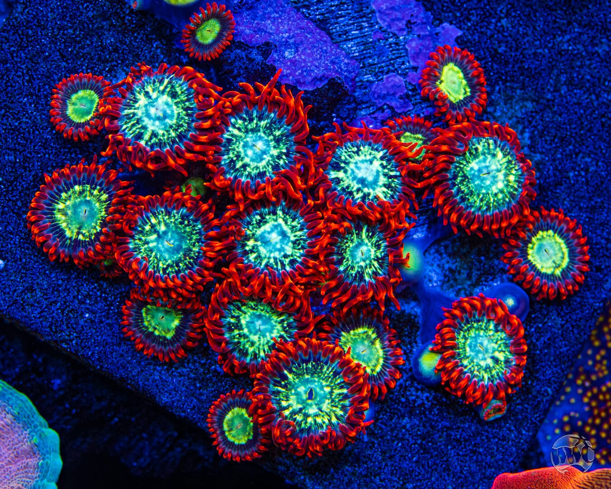 WWC Astral Shift Zoanthids - Mother Colony Photo