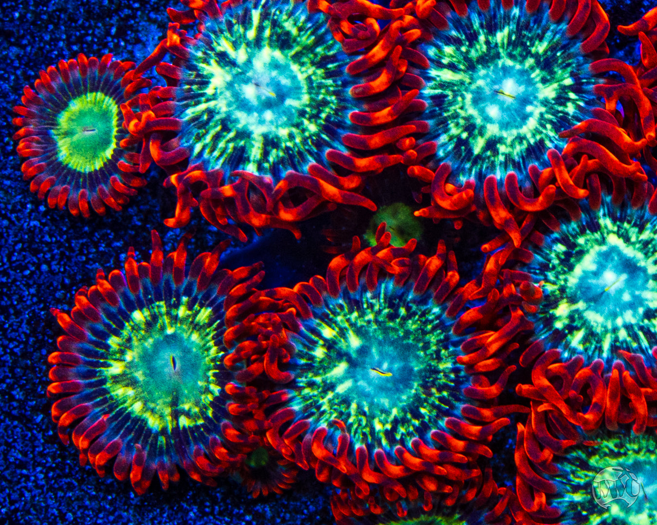 WWC Astral Shift Zoanthids