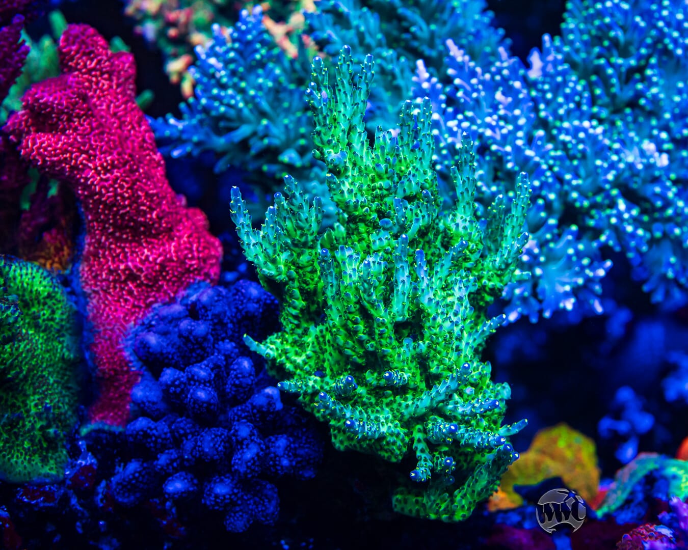 WWC Aussie Special Acropora - Mother Colony