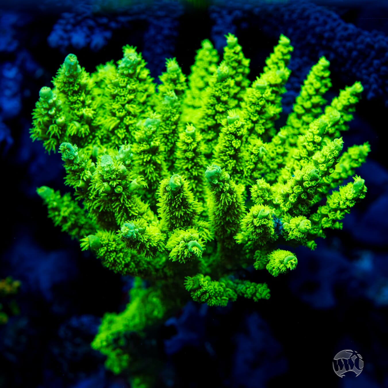 WWC Aussie Toxic Slimer Acropora - Mother Colony Photo