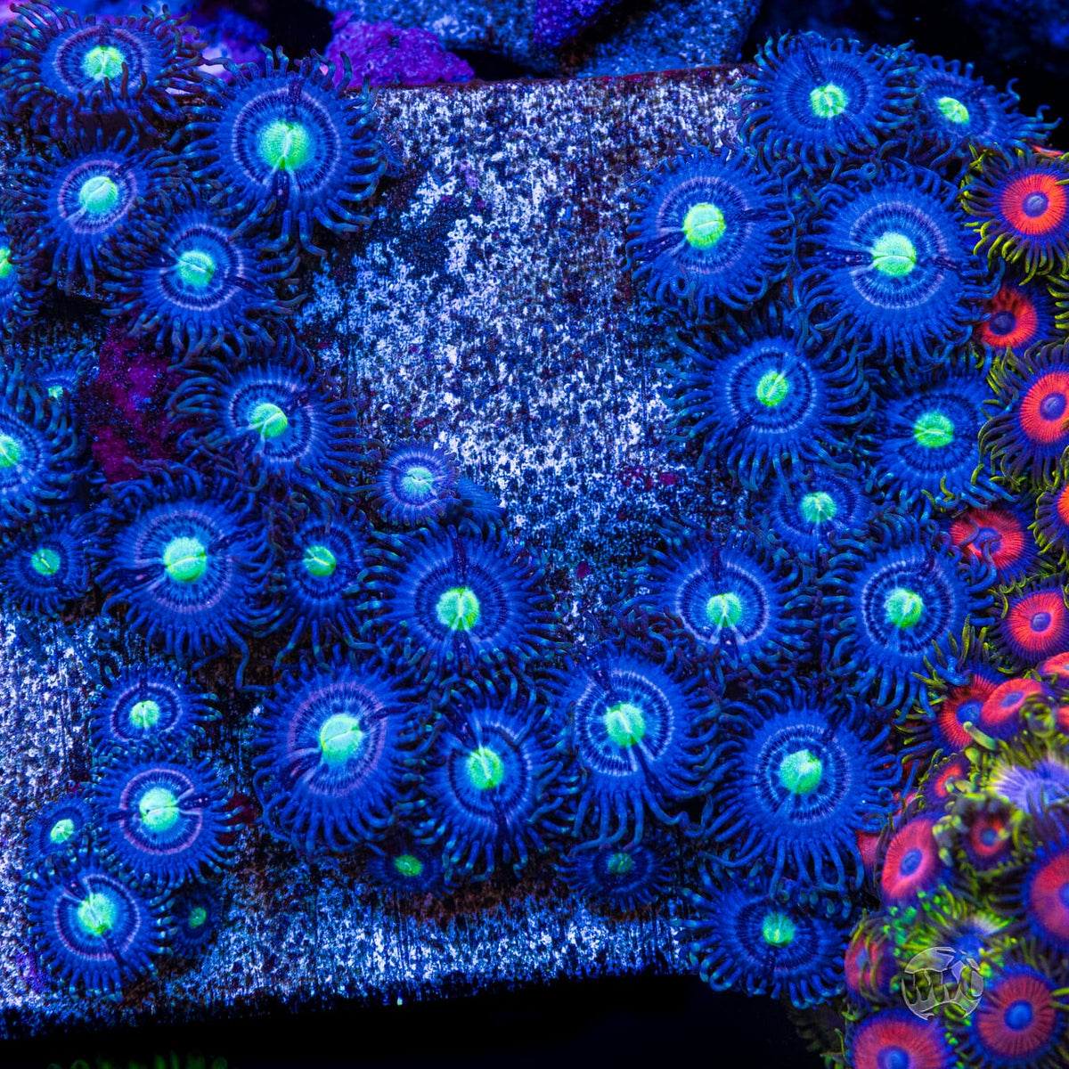 WWC Avocado Smasher Zoanthids - Mother Colony Photo