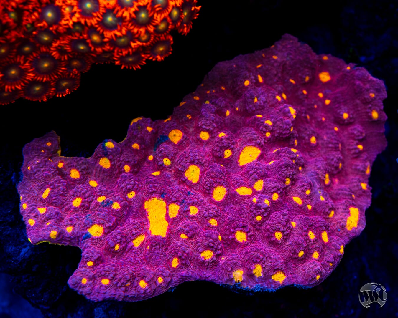 WWC Banana Boom Chalice - Mother Colony Photo