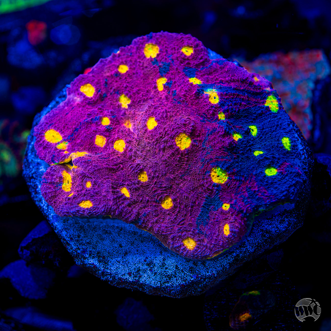 WWC Banana Boom Chalice Coral