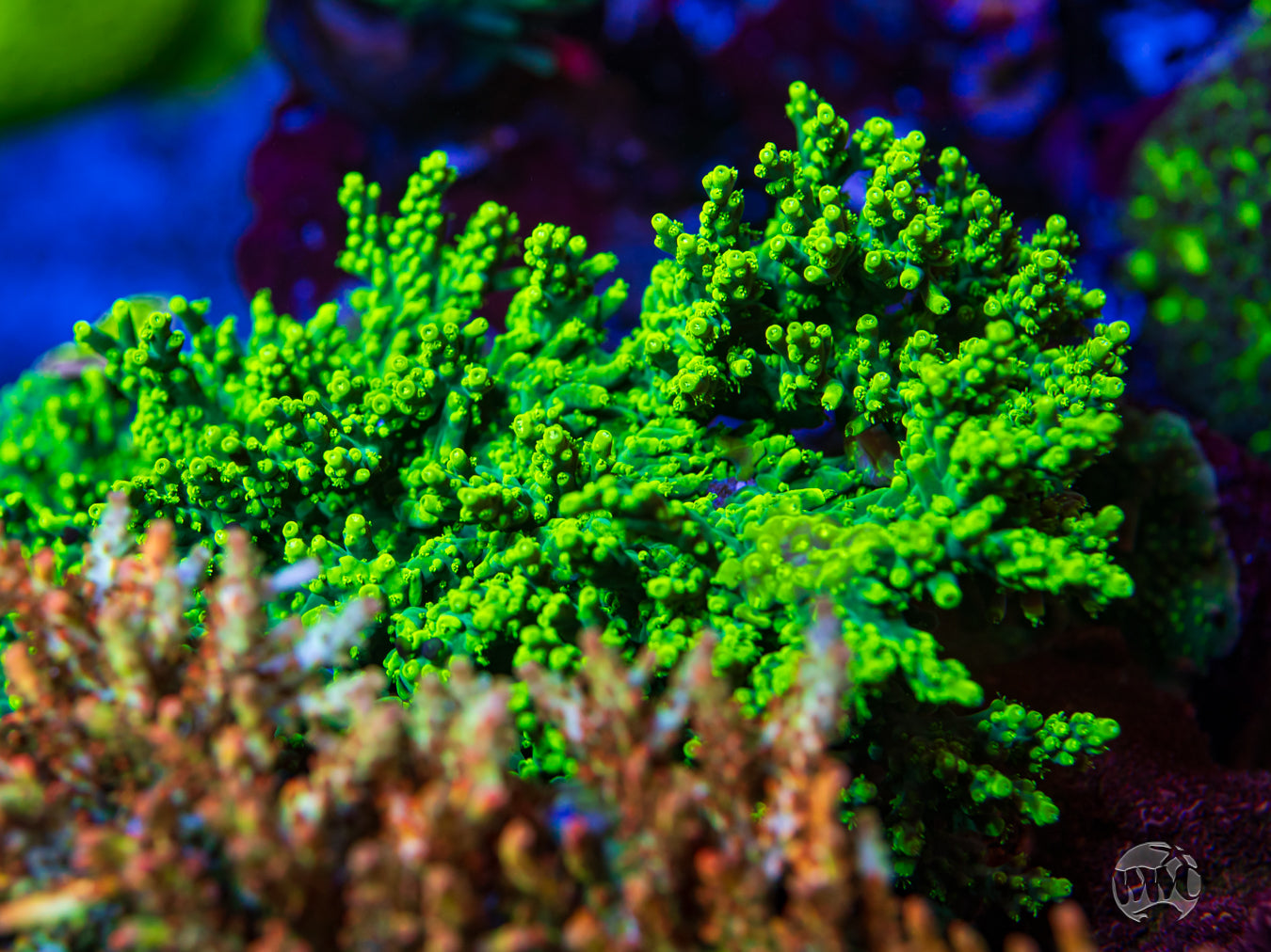 WWC Banana Peel Acropora