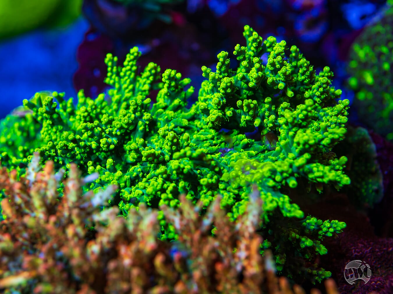 WWC Banana Peel Acropora - Mother Colony