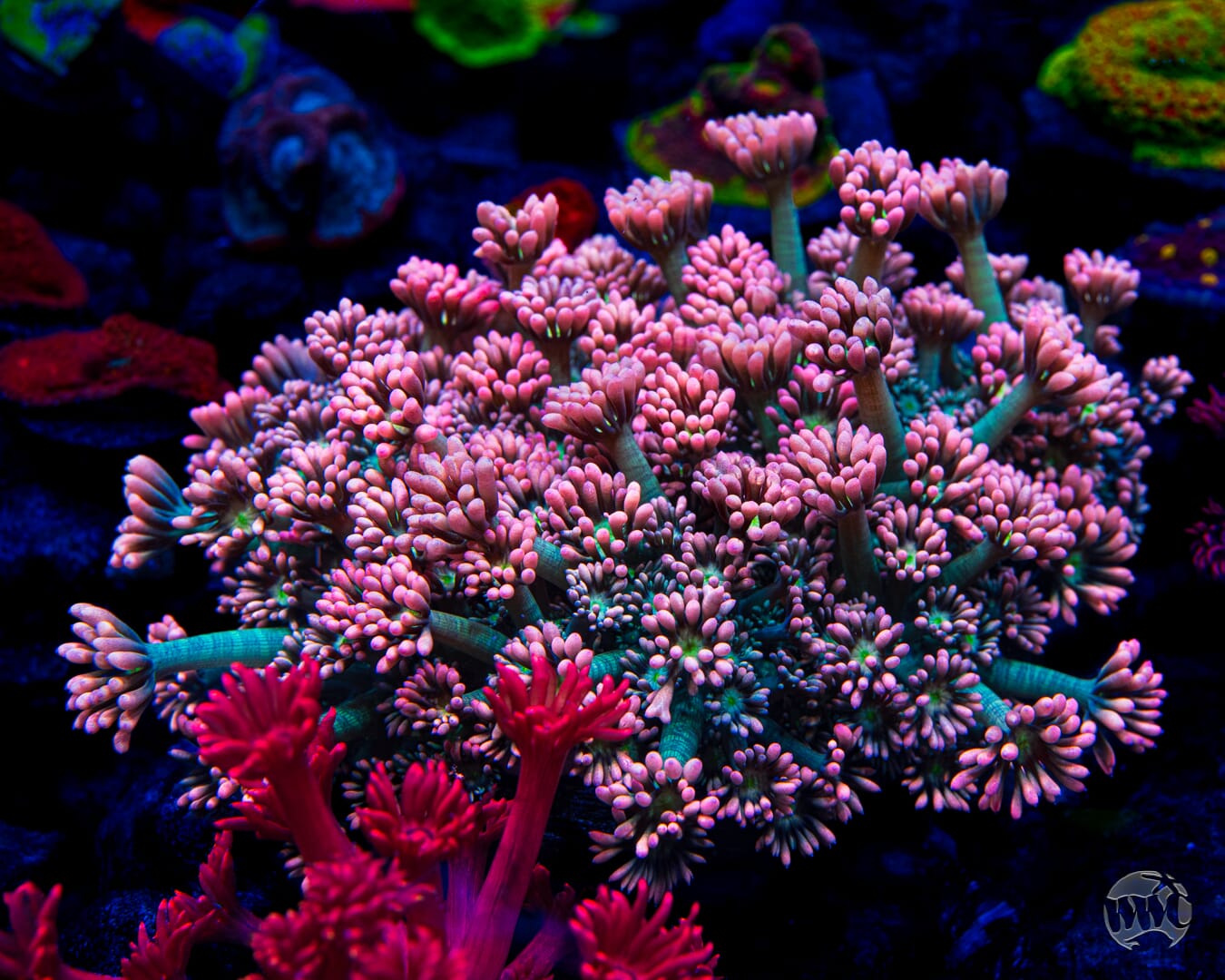 WWC Bay Watch Goniopora - Mother Colony