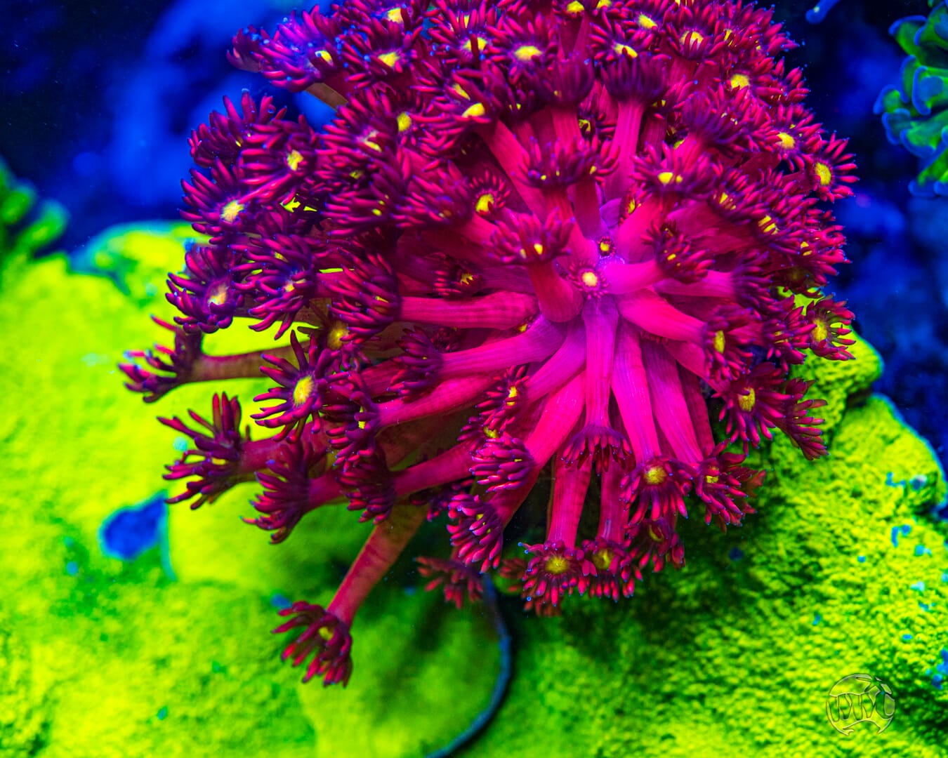 WWC Berry Bonkers Goniopora - Mother Colony