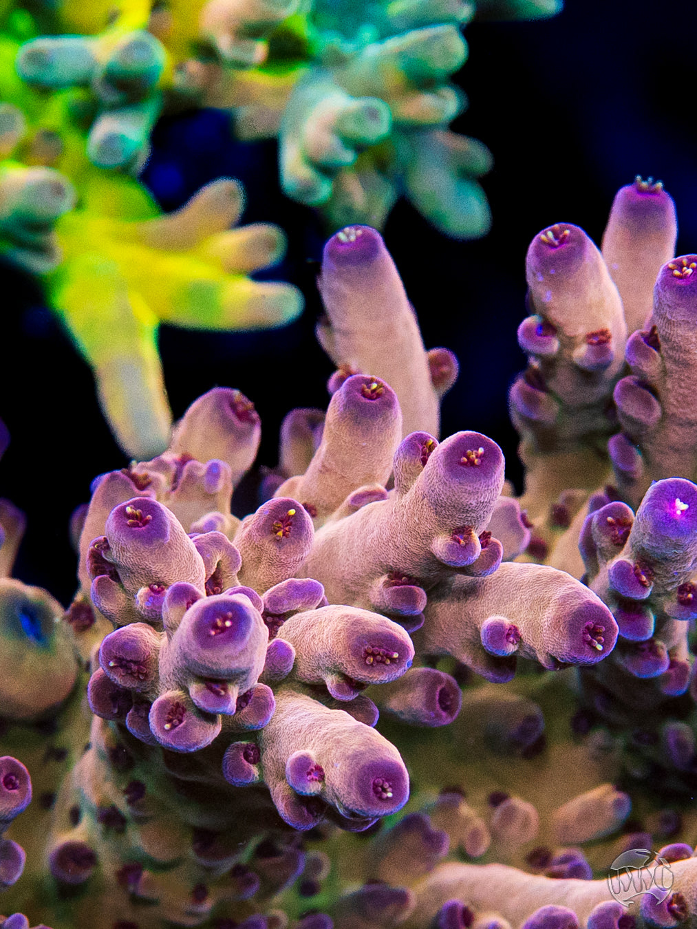 WWC Big Hoss Granulosa Acropora