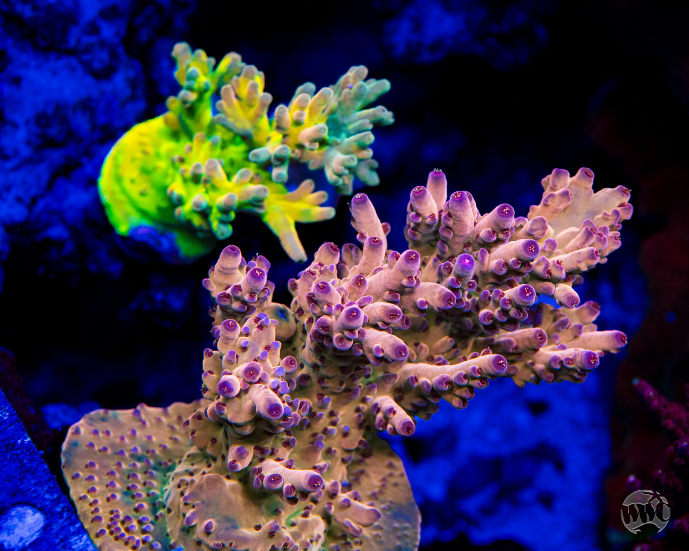 WWC Big Hoss Granulosa Acropora