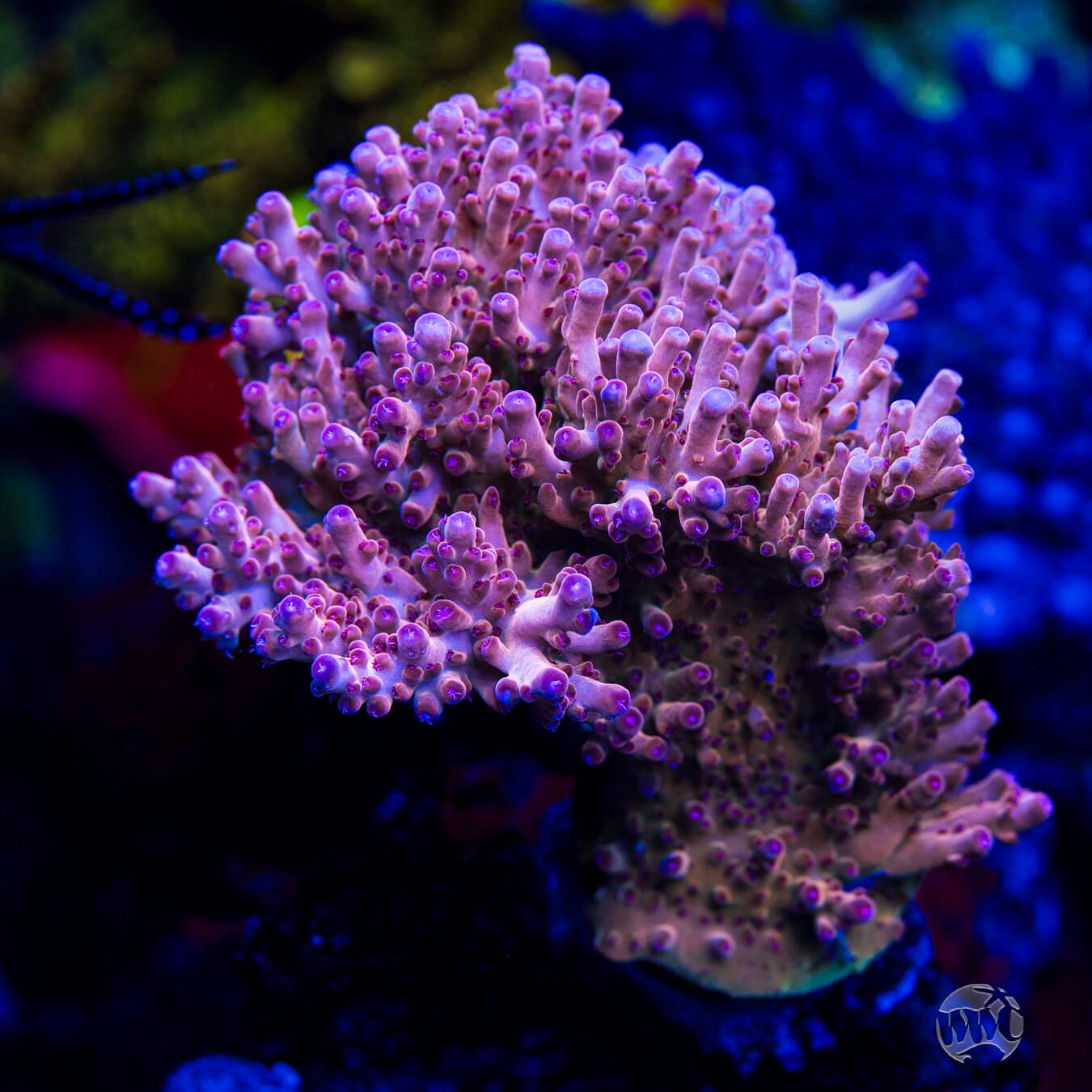 WWC Big Hoss Acropora - Mother Colony Photo