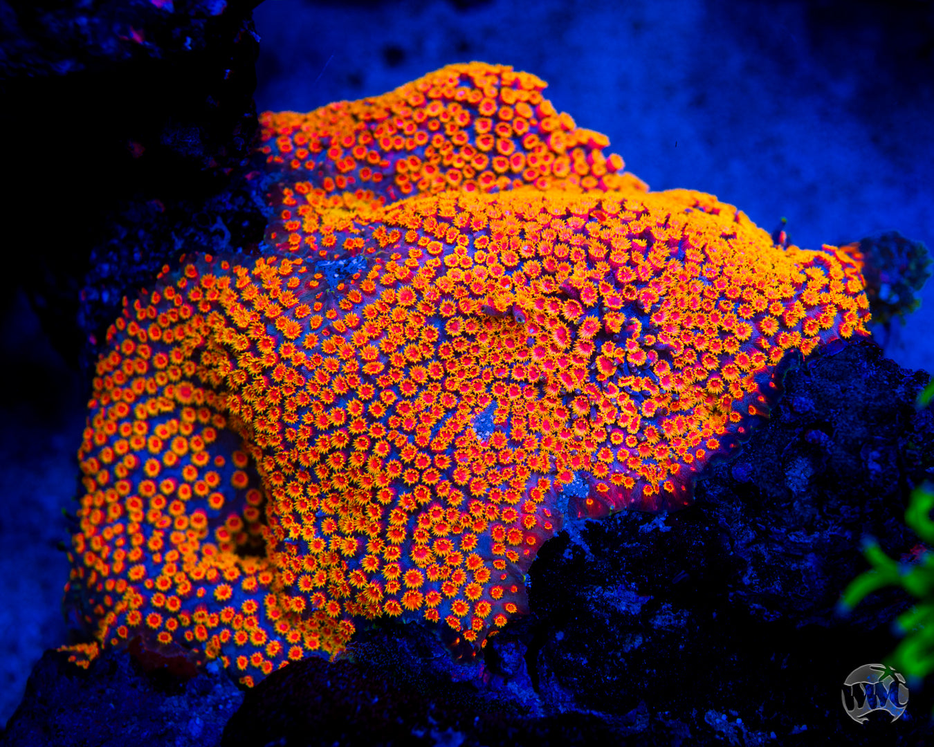 WWC Bizarro Cyphastrea