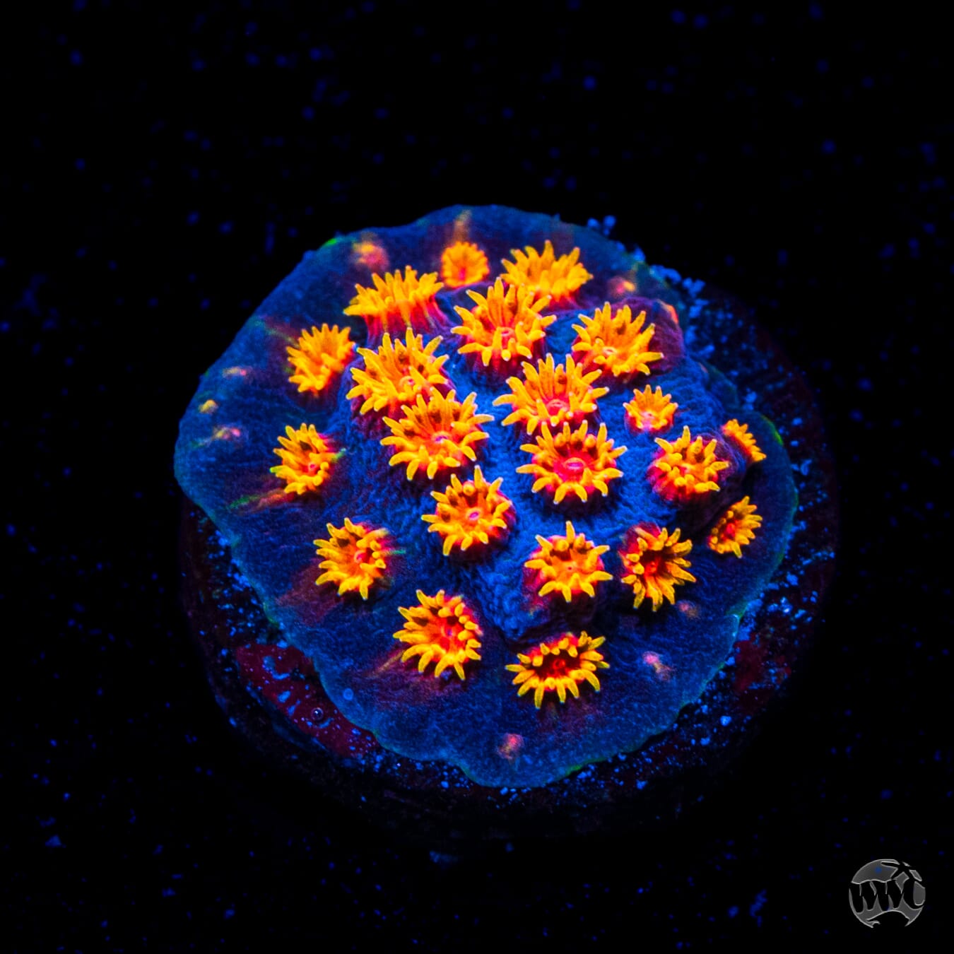 WWC Bizarro Cyphastrea