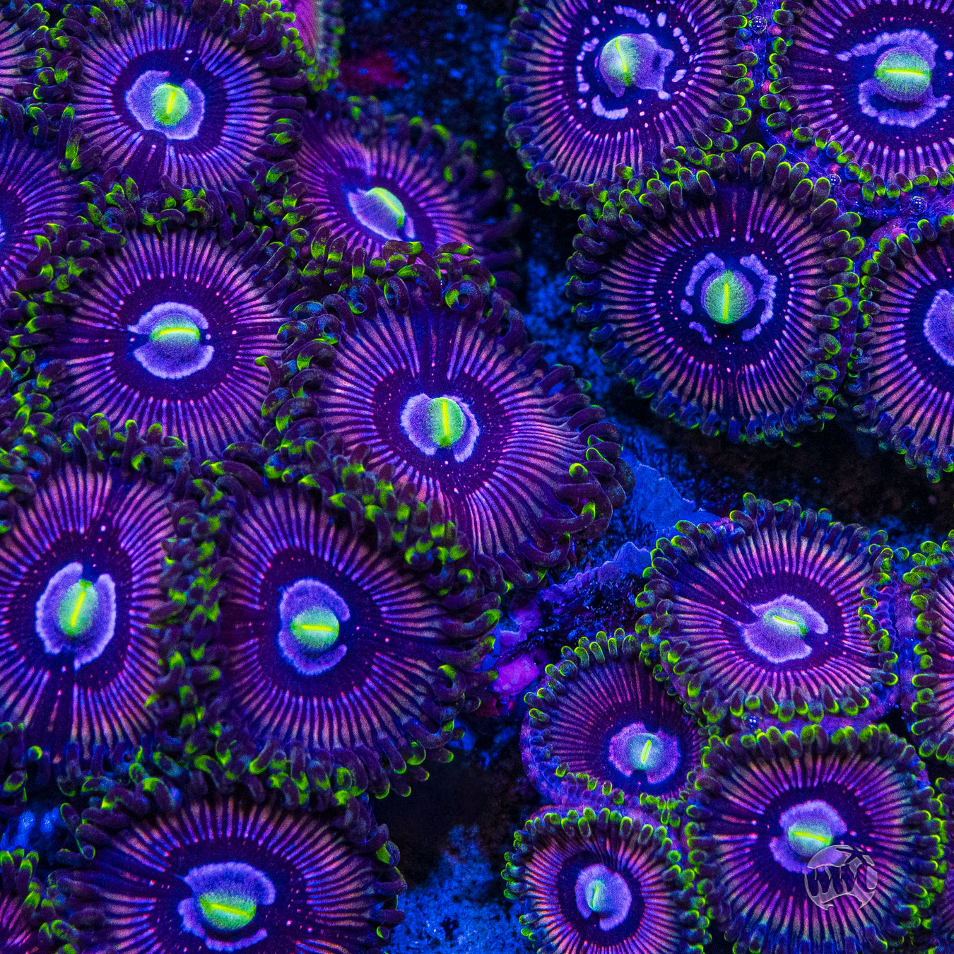 WWC Black Orchids Zoanthids