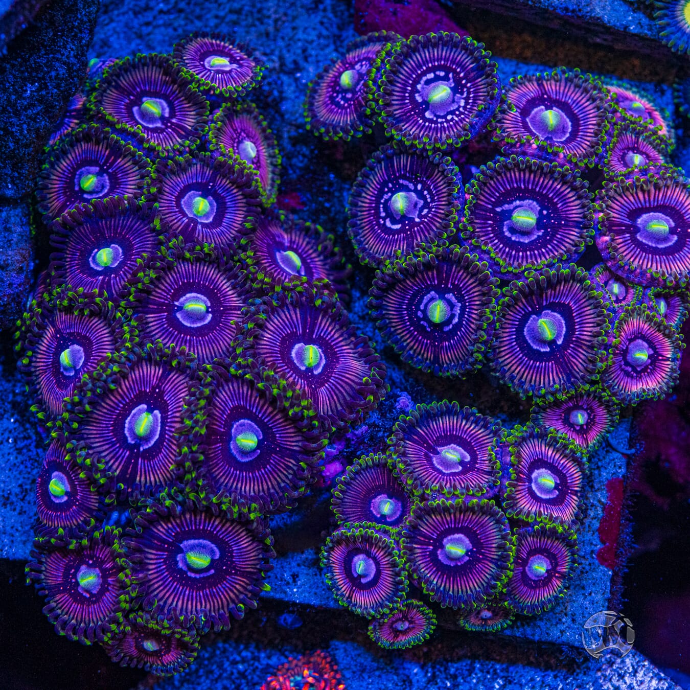 WWC Black Orchid Zoanthids - Mother Colony