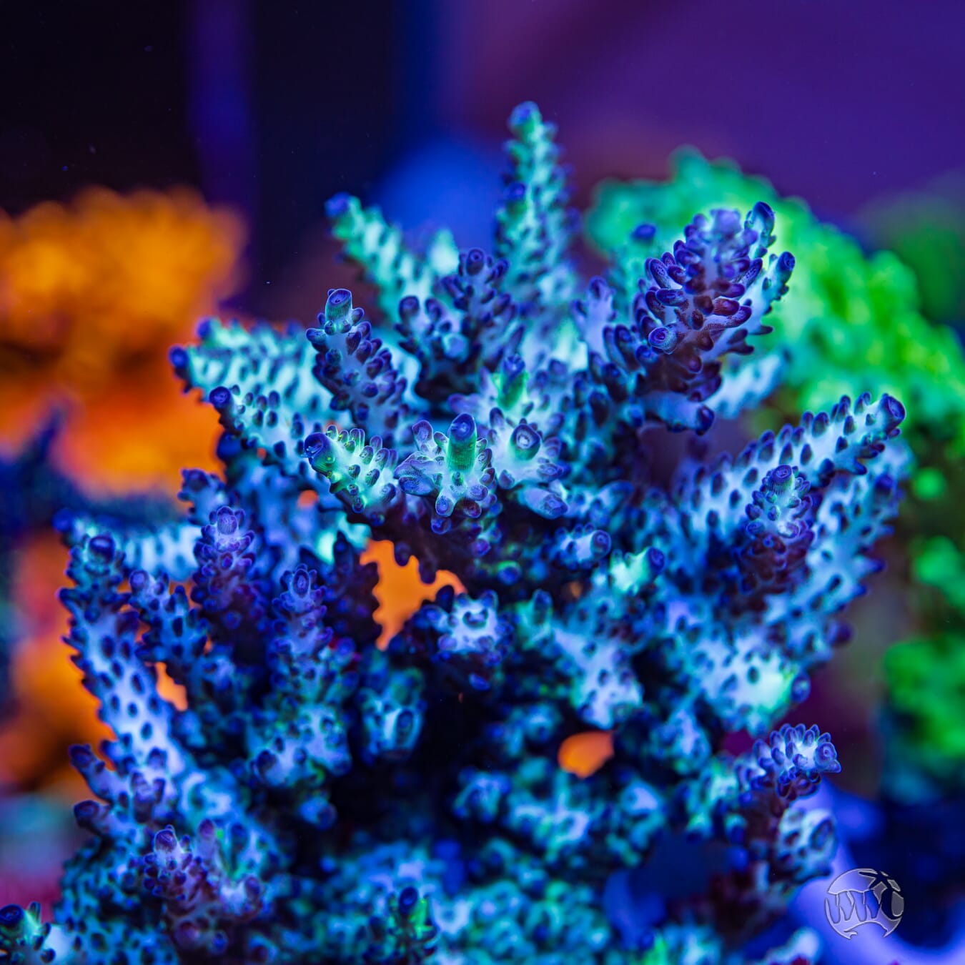 WWC Black Widow Baby Acropora - Mother Colony Photo