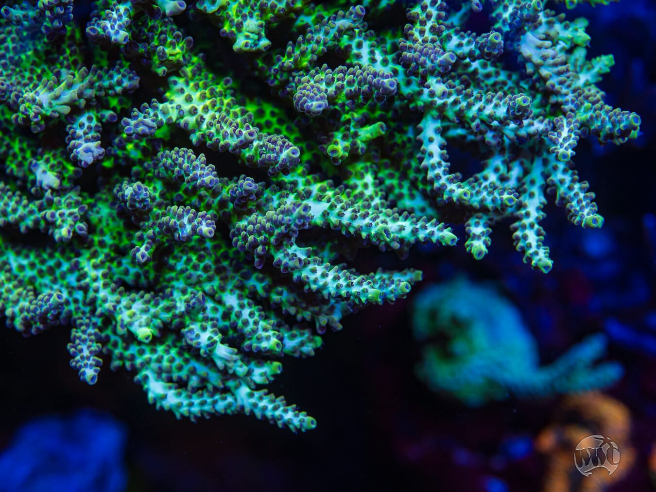 WWC Blazing Banshee Acropora