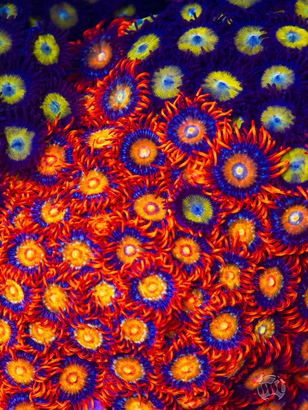 WWC Blondies Zoanthids - Mother Colony Photo