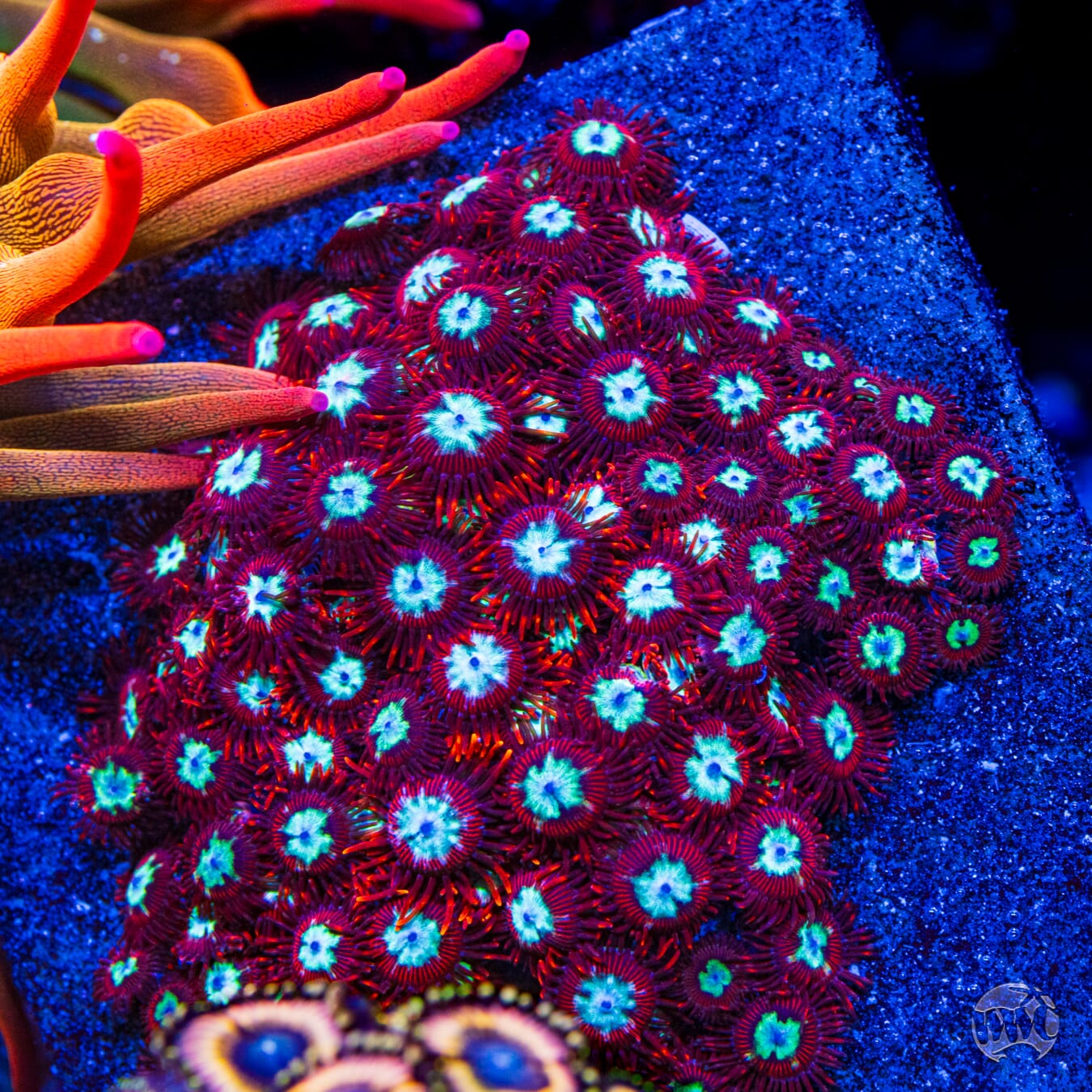 WWC Bloodlust Zoanthids - Mother Colony
