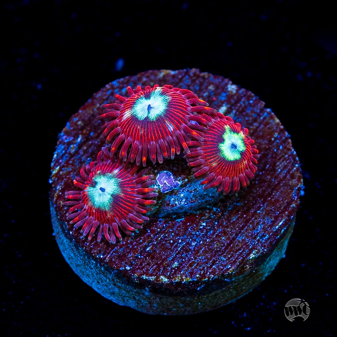 WWC Bloodlust Zoanthids