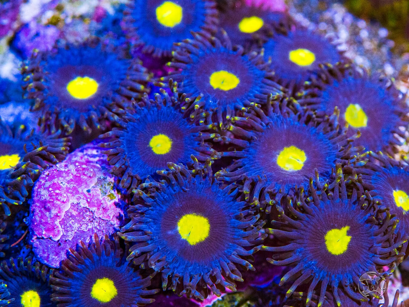 WWC Blue Maccaw Zoanthids