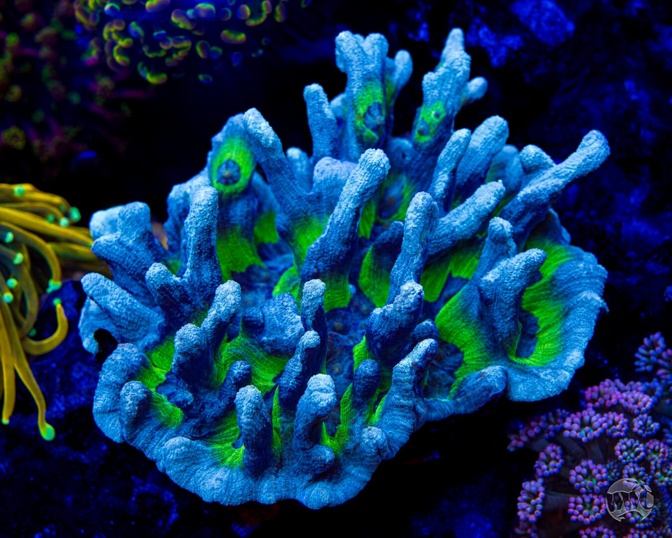 WWC Blue Monster Pectinia - Mother Colony