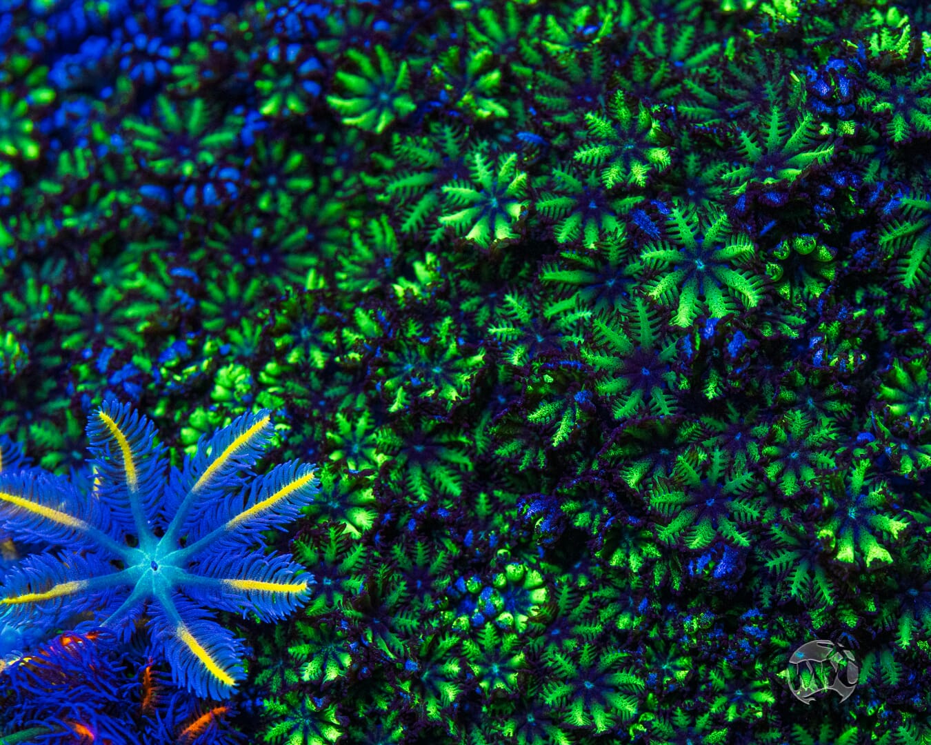 WWC Blue Sympodium - Mother Colony Photo