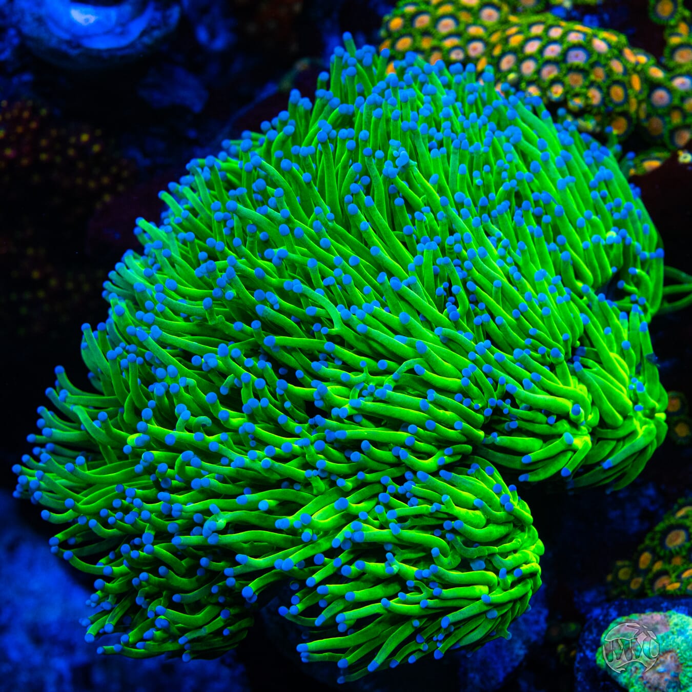 Blue Tipped Neon Torch