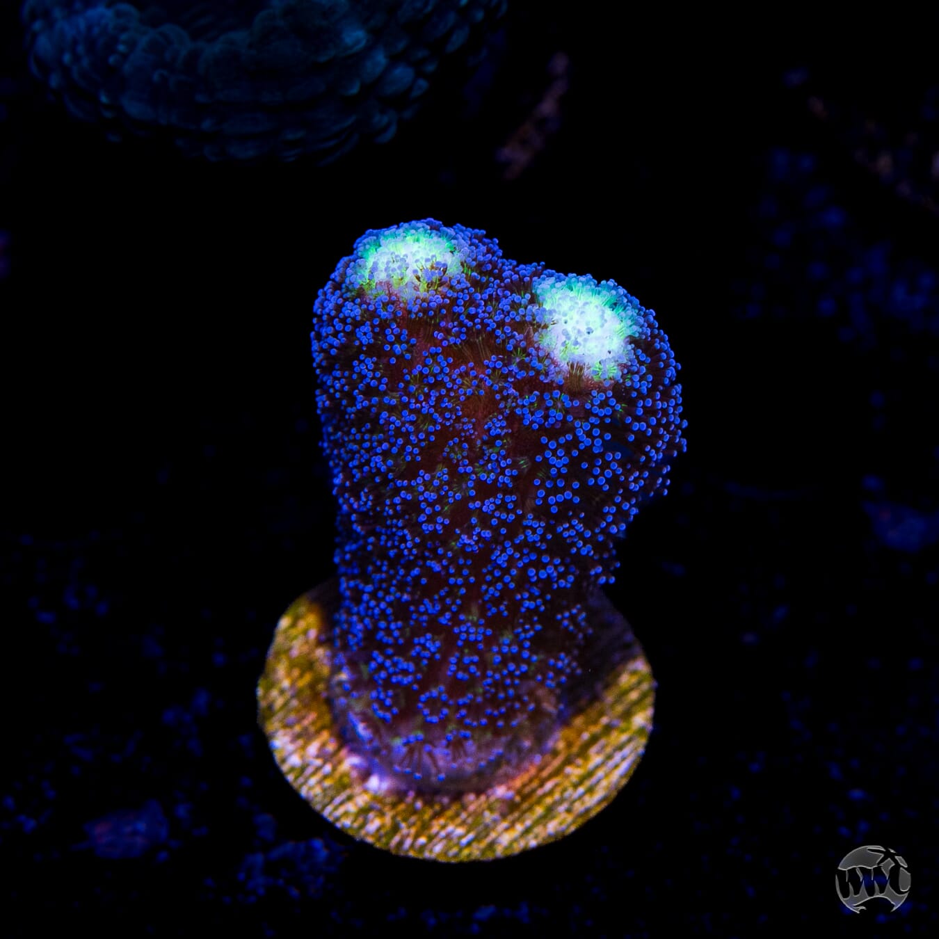 WWC Blue Stylophora Coral