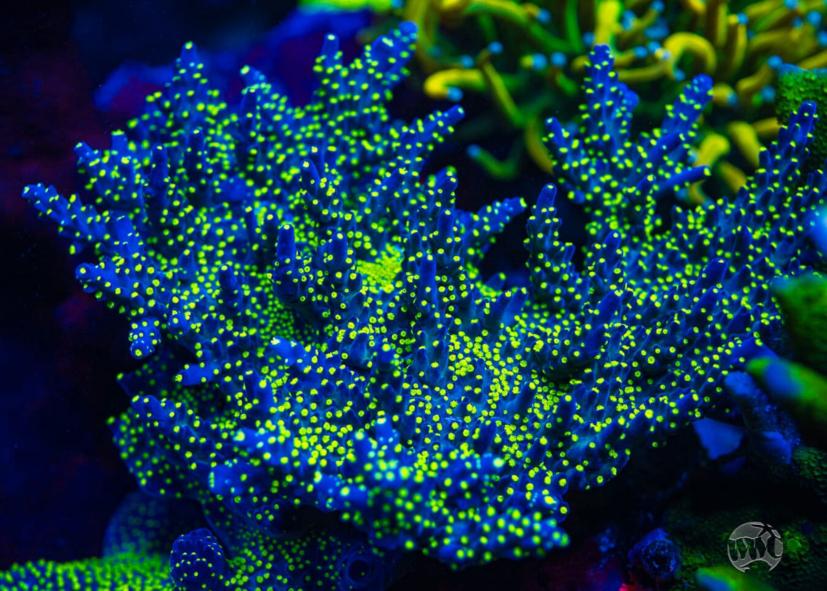 WWC Blueberry Fields Acropora