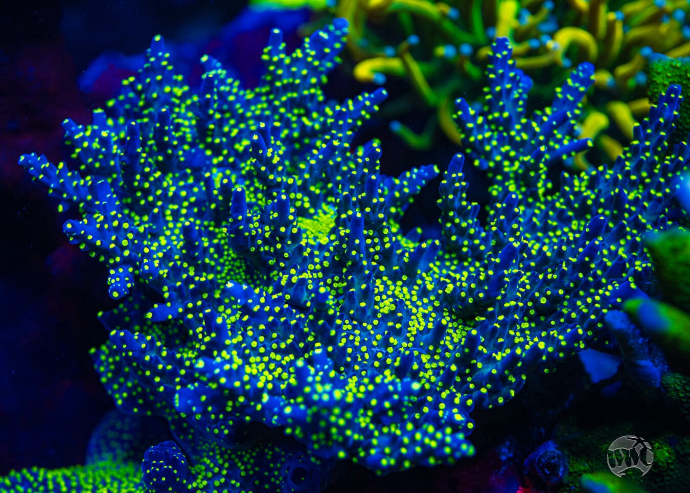 WWC Blueberry Fields Acropora - Mother Colony