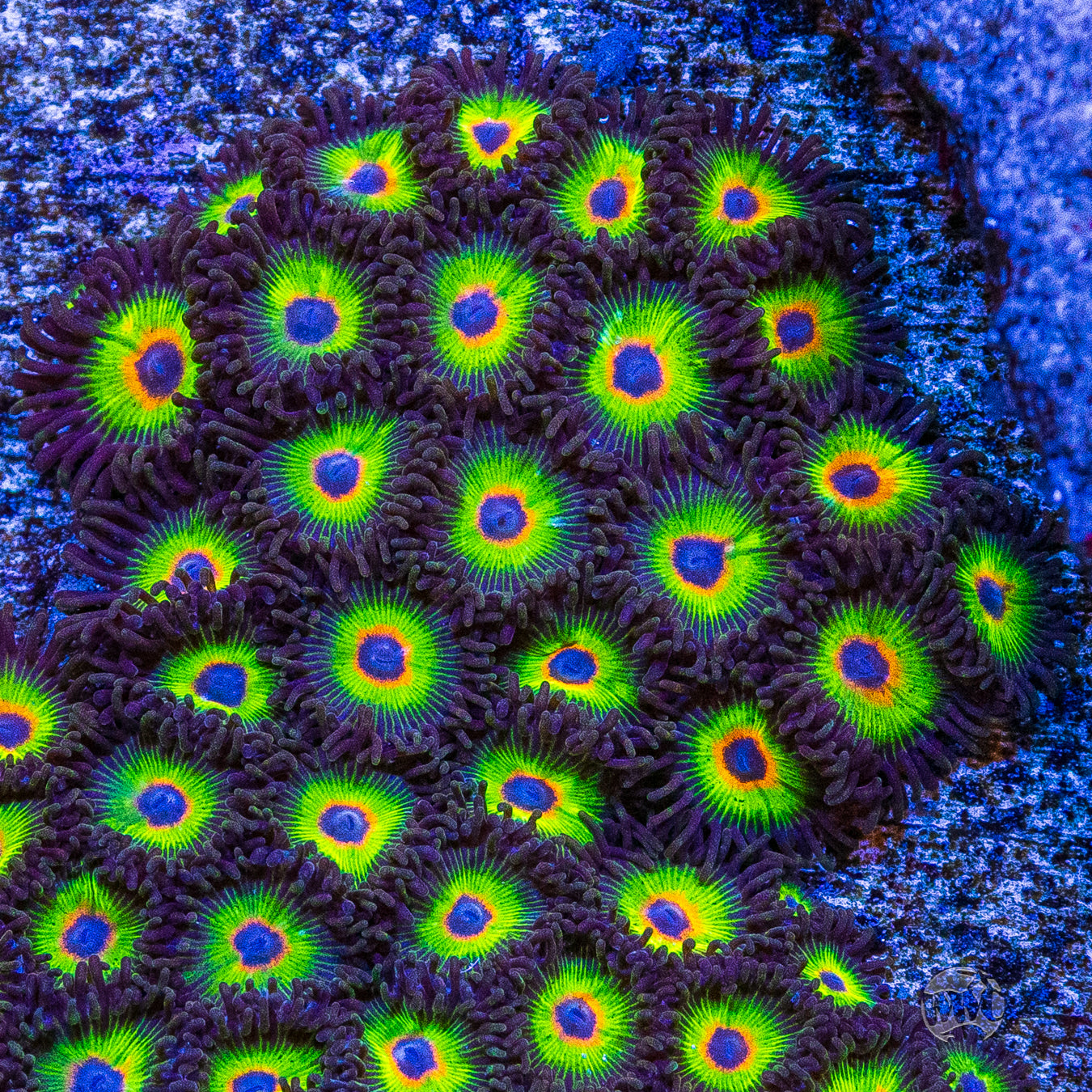 WWC Bob Marley Zoanthids