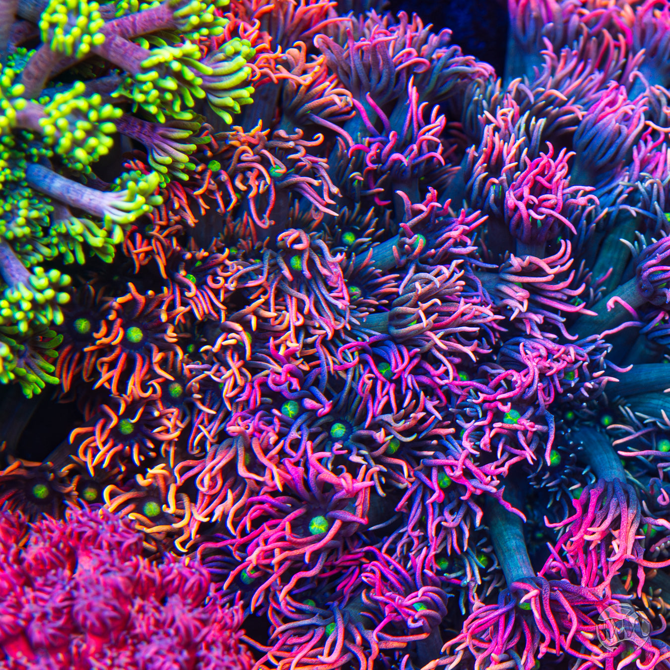 Small WWC Bomb Diggity Goniopora