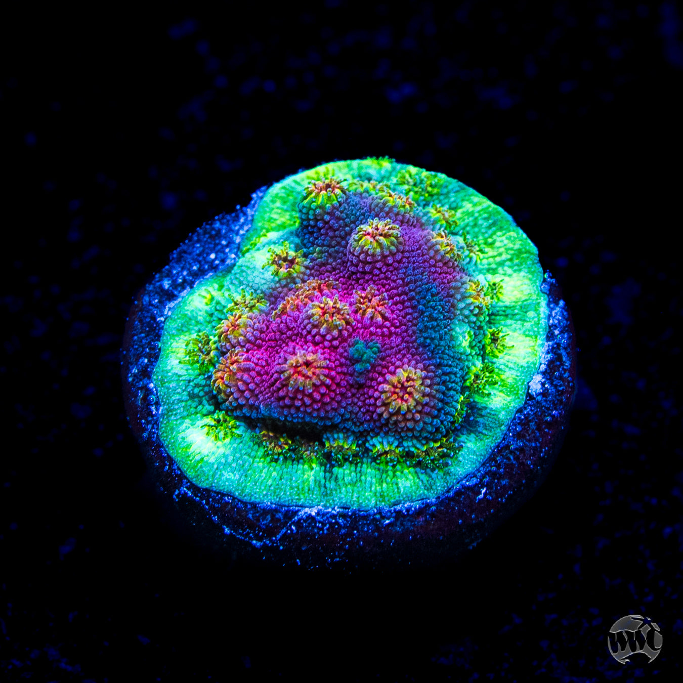 WWC Bronco Berry Cyphastrea Coral