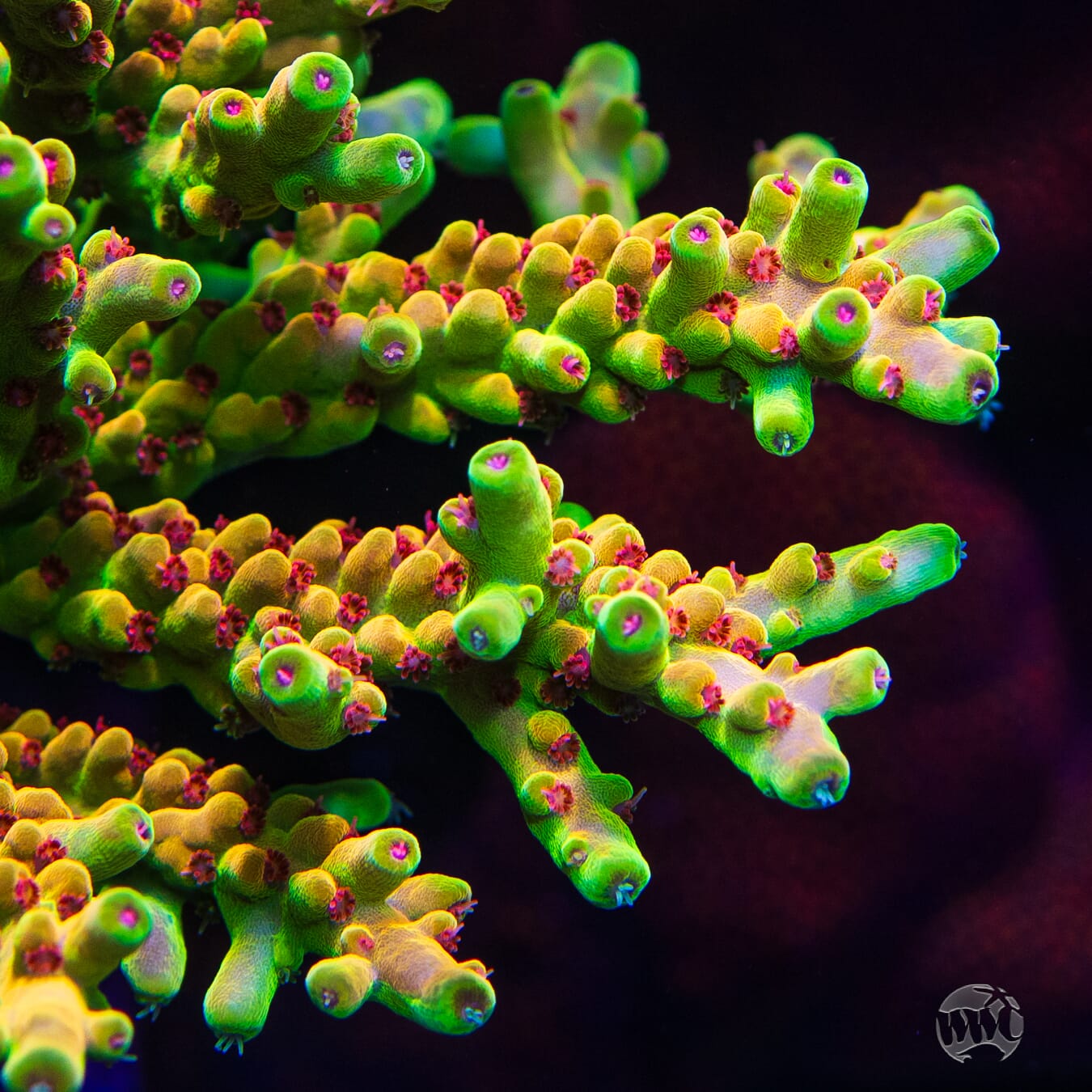 WWC Budgie Smuggler Acropora - Mother Colony Photo