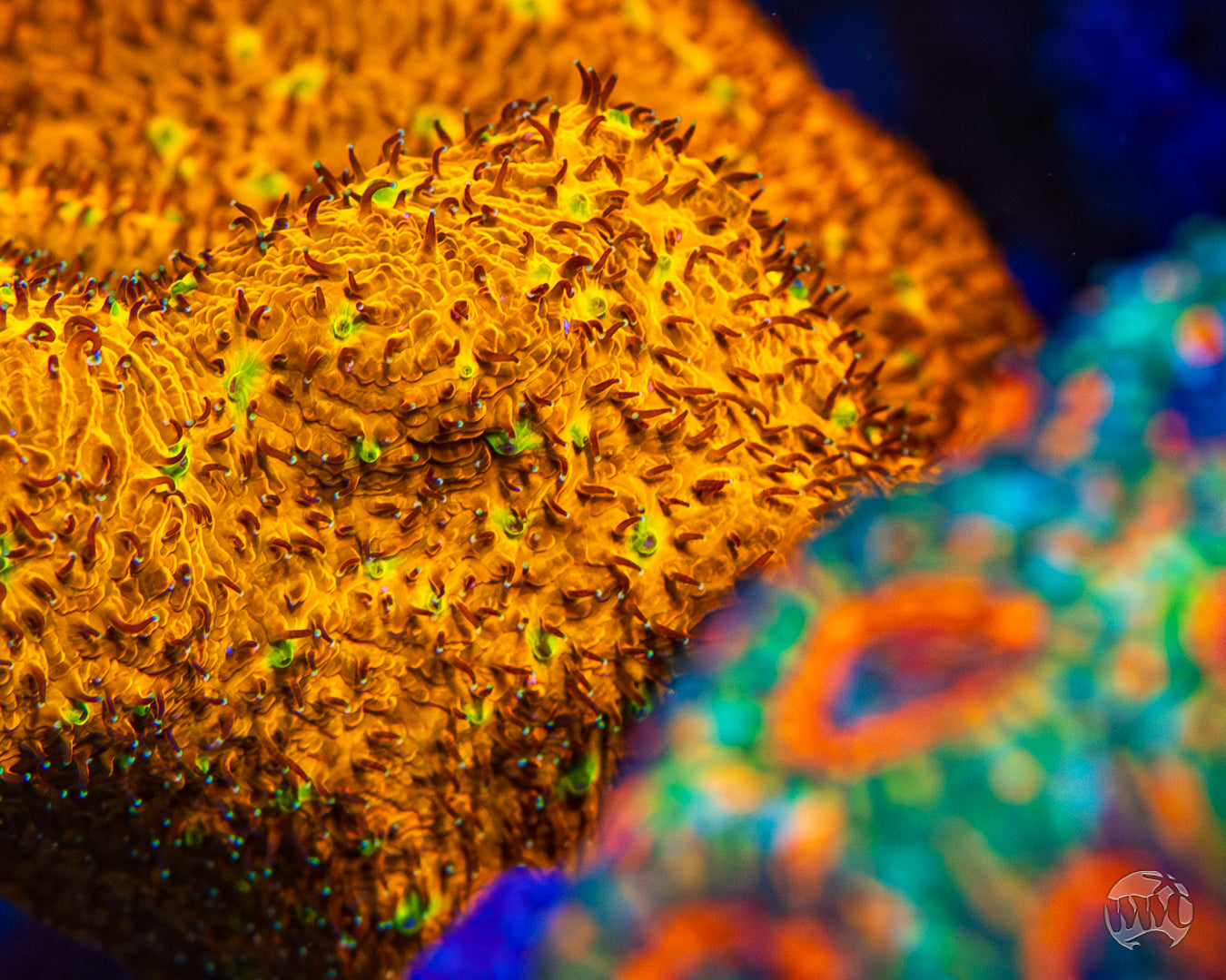 WWC C3PO Lithophyllon Coral