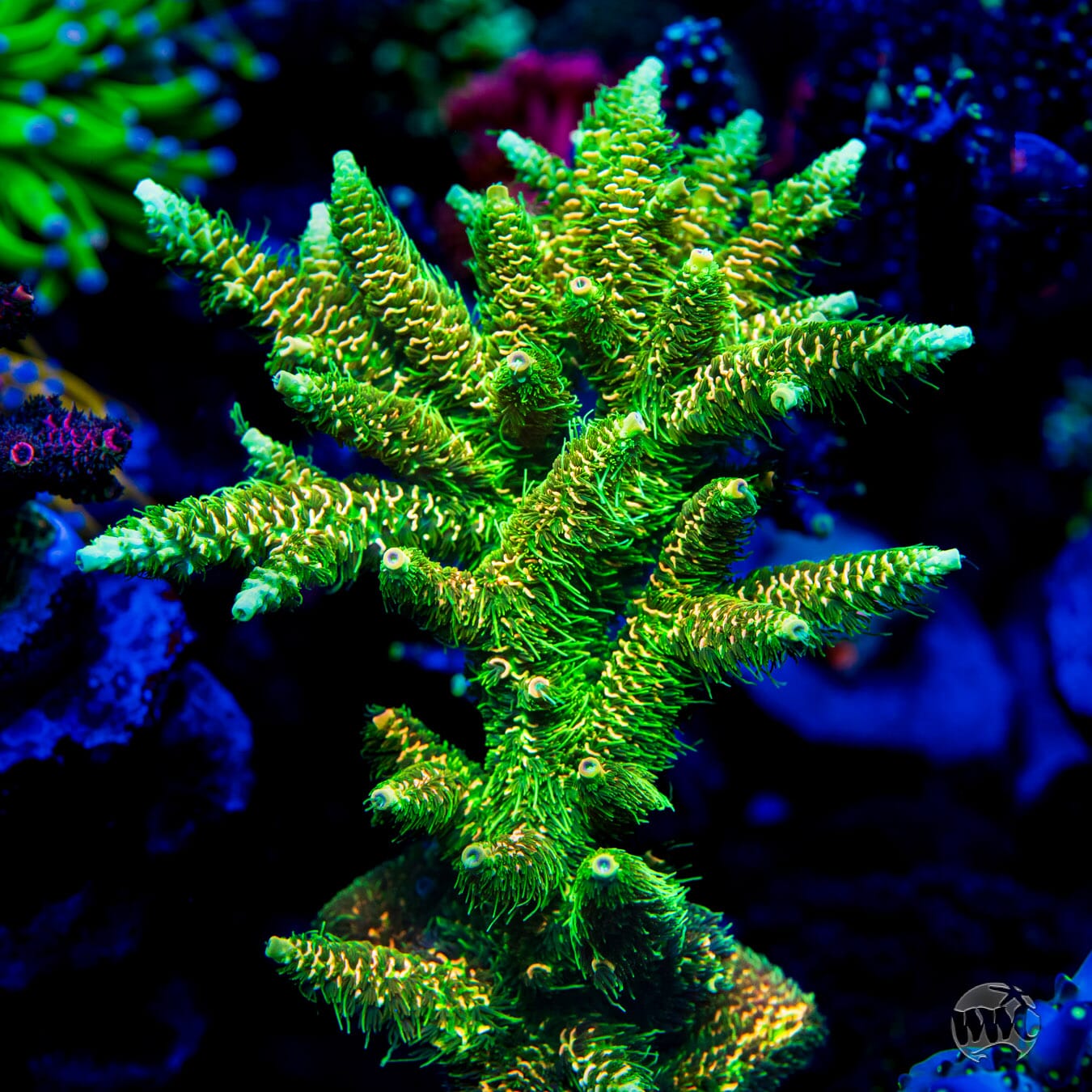 WWC Cactus Cooler Mille Acropora - Mother Colony Photo