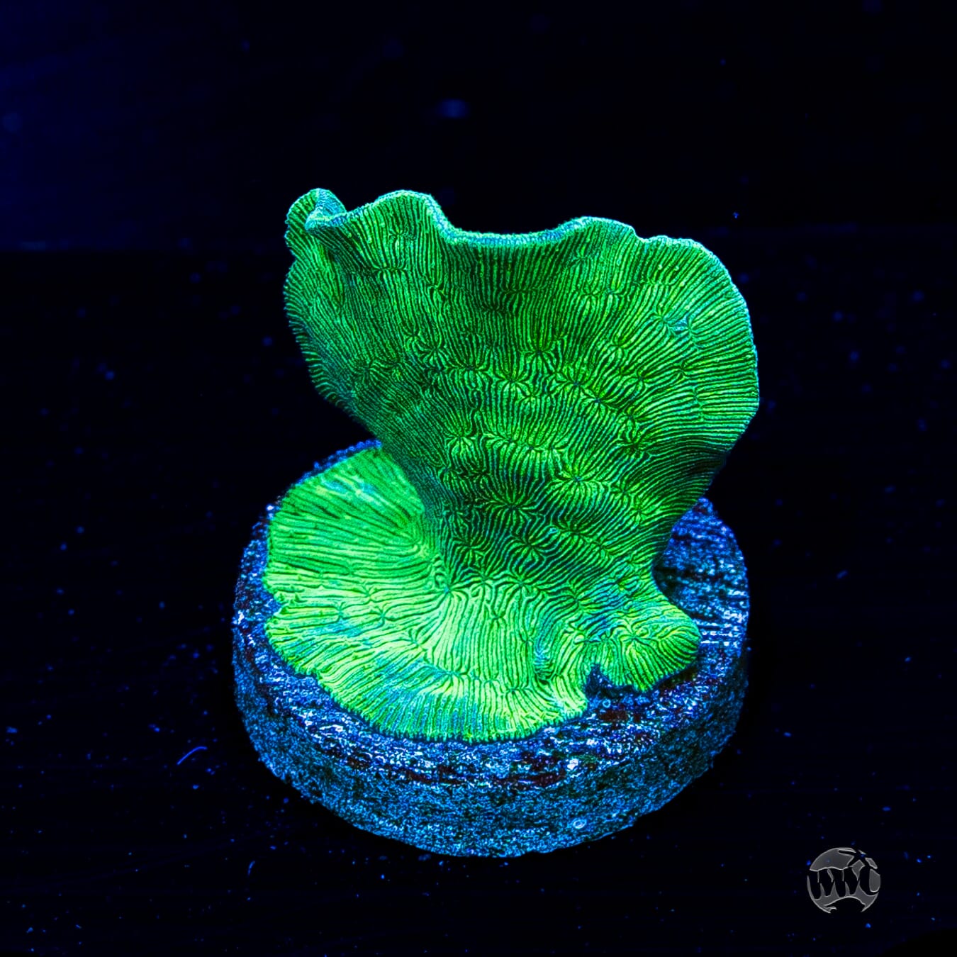 WWC Cactus Pavona Coral