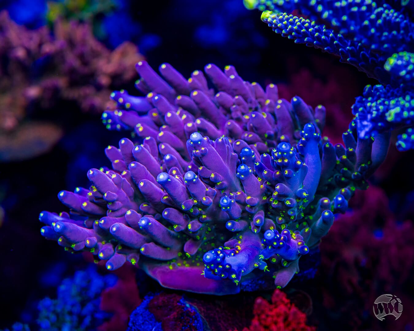 WWC California Cowboy Acropora - Mother Colony Photo