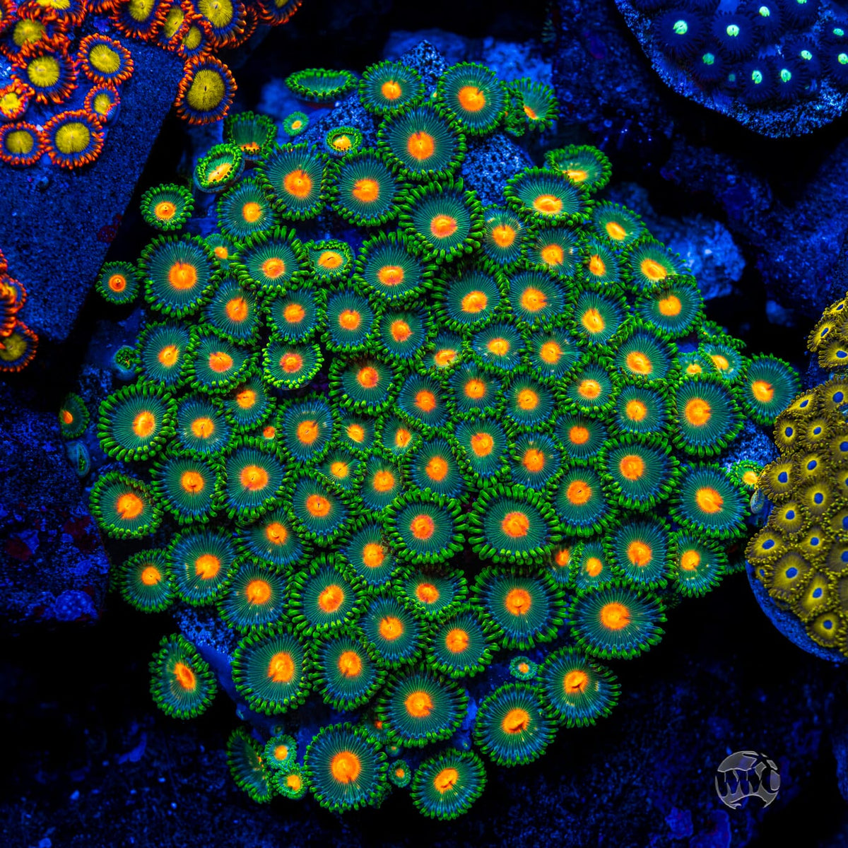 WWC Campfire Zoanthids - Mother Colony