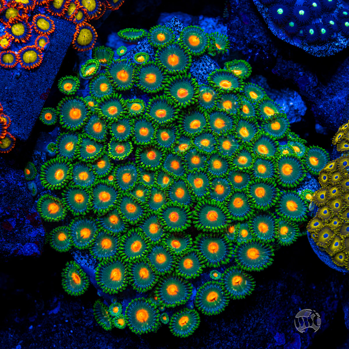 WWC Campfire Zoanthids