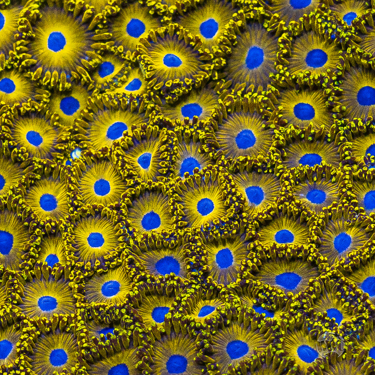 WWC Canary Island Zoanthids
