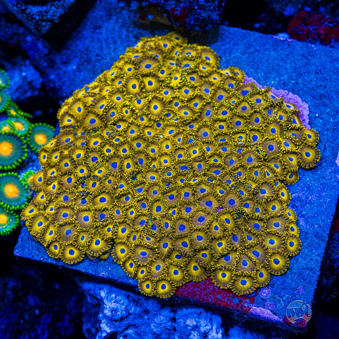 WWC Canary Island Zoanthids - Mother Colony