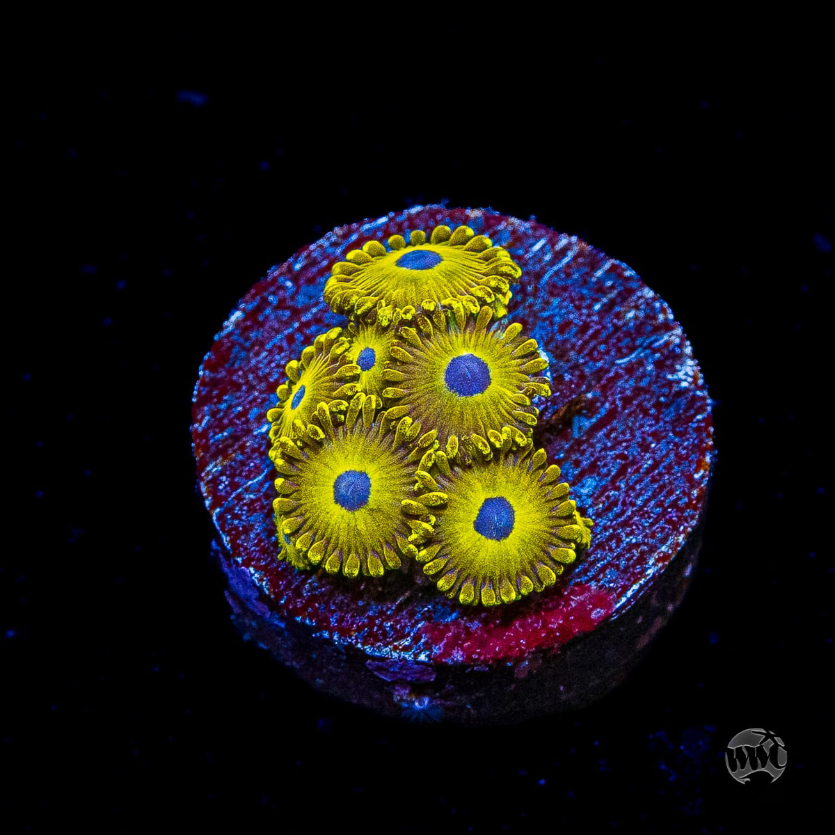 WWC Canary Island Zoanthids