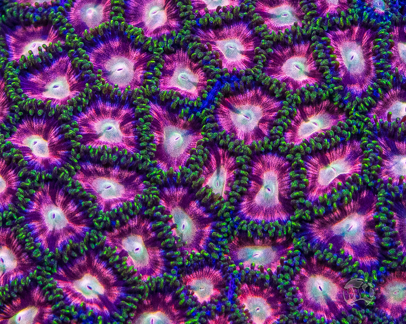 WWC Candy Stripe Zoanthids