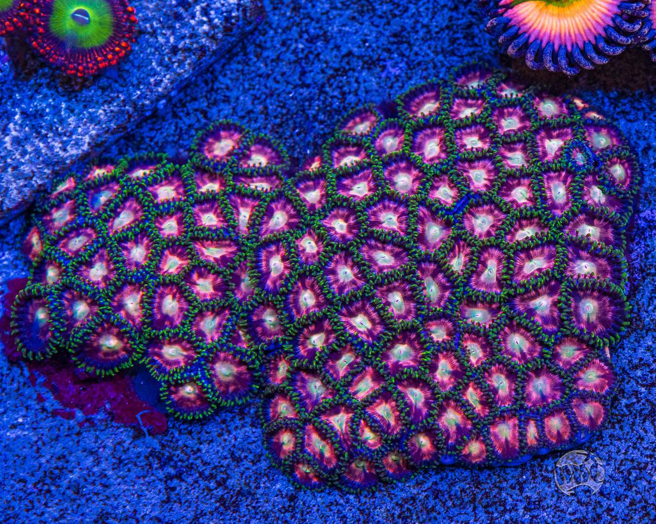 WWC Candy Stripe Zoanthids