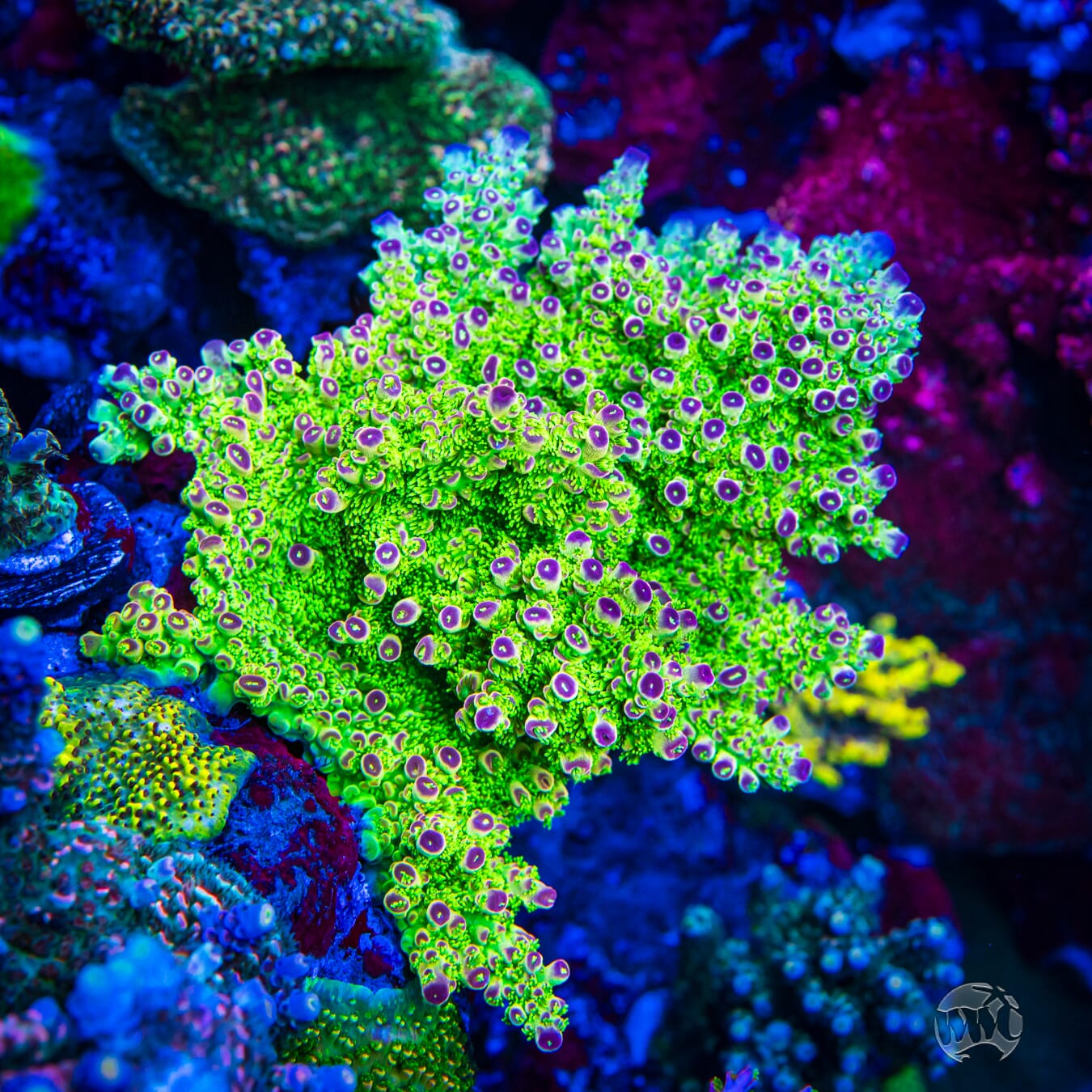 WWC Captain Caveman Acropora - Mother Colony Photo